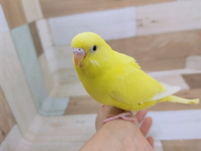 最新画像更新❤スーパーモデル顔負け！？セキセイインコ(ダブルファクター)