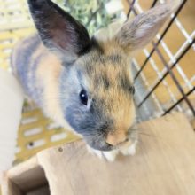 最新画像更新❤色合いが抜群に可愛い♡ネザーランドドワーフちゃん(トーティ)