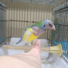 最新動画あり！手乗りコキン鳥の「コキンチョウさん」いますよ〜