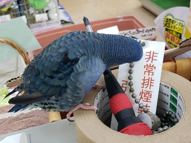 サザナミインコ