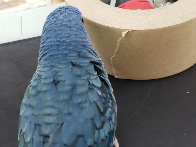 サザナミインコ