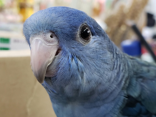 目を引くブルーカラー💙 サザナミインコ(コバルト)