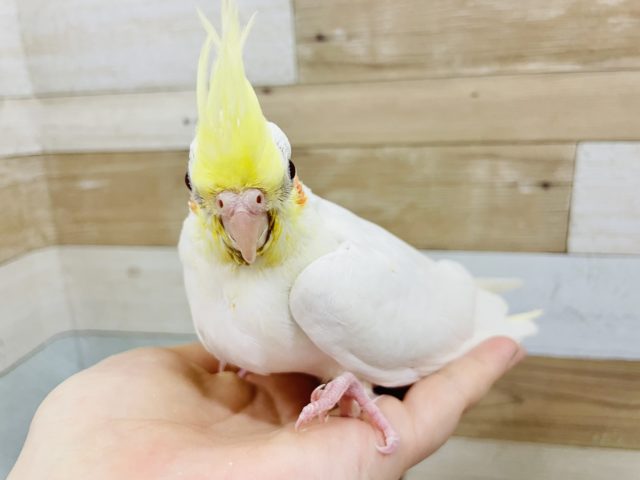 オカメインコ