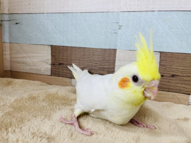 オカメインコ