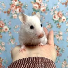 カラーハム  真っ白ちゃん🤍女の子  3/15