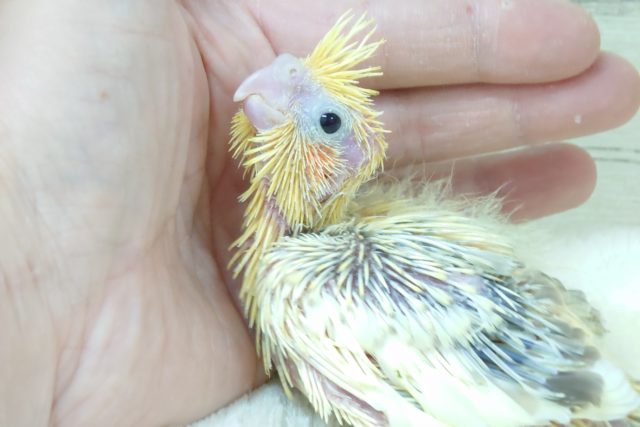 オカメインコ