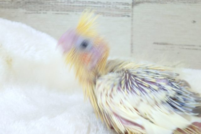 オカメインコ