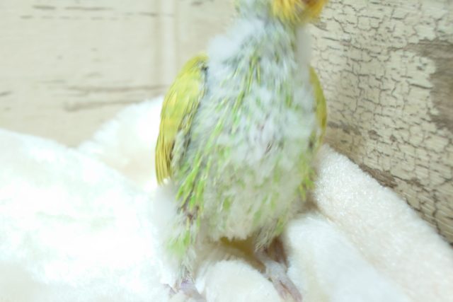 セキセイインコ