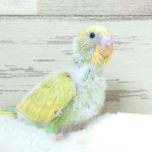 キウィ☆風のお腹、撮りすぎました。。　セキセイインコ　スパングルーーー