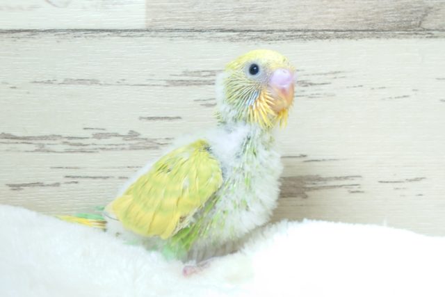 キウィ☆風のお腹、撮りすぎました。。　セキセイインコ　スパングルーーー