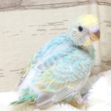 飛ぶ気はまんまんですが、いかんせんヒナなもんで♪　セキセイインコ