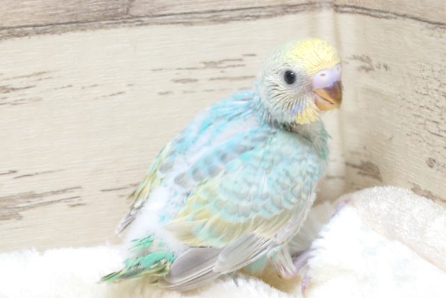 飛ぶ気はまんまんですが、いかんせんヒナなもんで♪　セキセイインコ