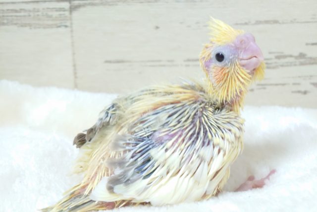 ブレる頭は雛の証？？　オカメインコ　シナモンパールパイド〜〜