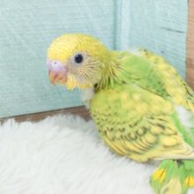 おすすめのーーーヒナさん！　セキセイインコ　スパングルですっ