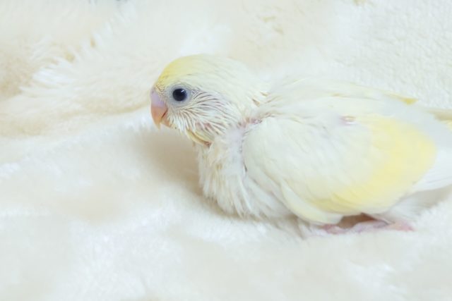 いそがず、あわてずマイペース☆　セキセイインコ　クリームさん♬