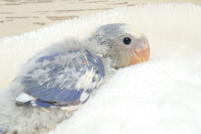 楽し気な表情が可愛いコ♪　落ち着きあるバイオレット系です！　コザクラインコ～～