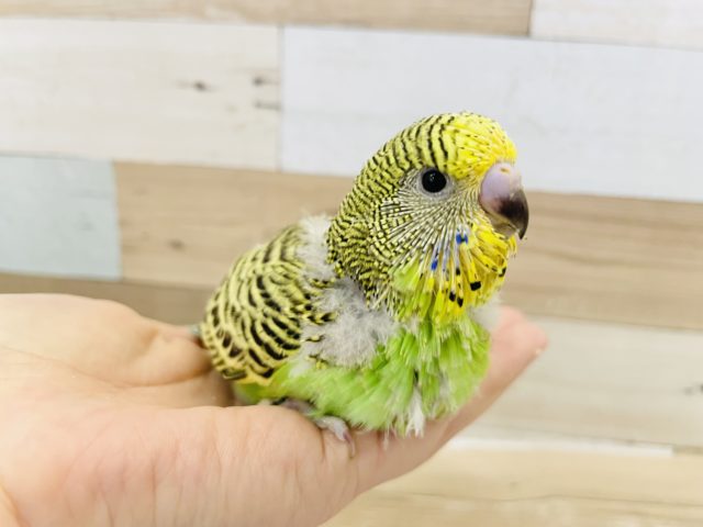 ムチムチがたまらん！！ジャンボセキセイインコヒナ(ノーマル)