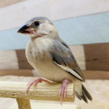 最新画像あり！！定番人気の桜文鳥やってきました〜！！