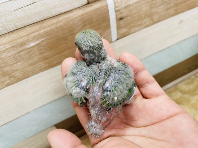 コザクラインコ（小桜インコ）