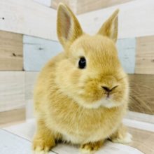 可愛すぎいぃ〜！！！ネザーランドドワーフ(オレンジ)