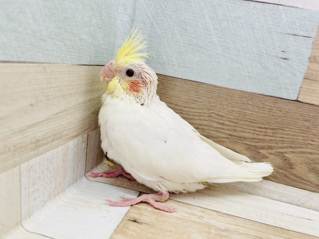 オカメインコ