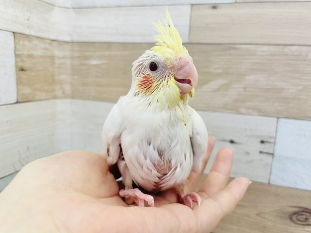 オカメインコ