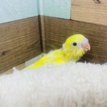 グリーンがチャームポイントなの♡ セキセイインコパイド！