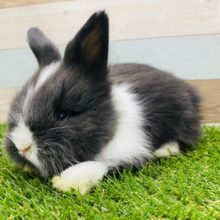 もふもふで好奇心旺盛なライオンラビットやって来ました〜
