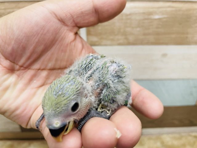 コザクラインコ（小桜インコ）