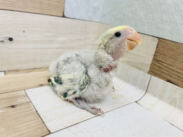 コザクラインコ（小桜インコ）