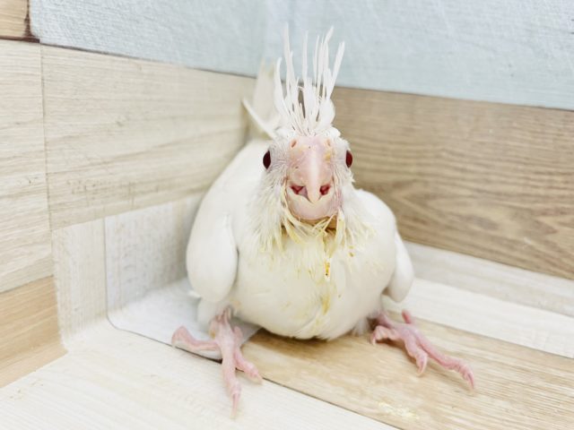 オカメインコ