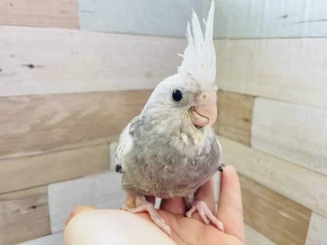 オカメインコ