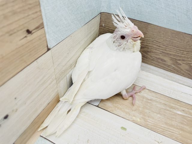 オカメインコ