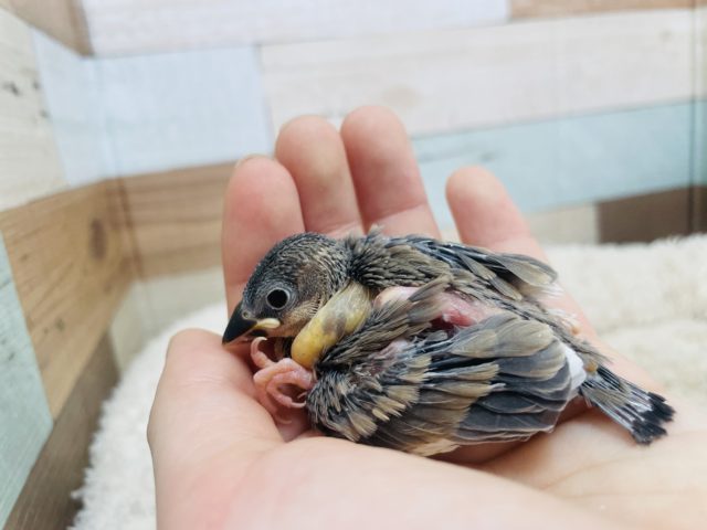 八重桜インコ（ヤエザクラインコ