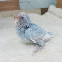 にらめっこしましょ！あっぷっぷ！セキセイインコ スパングル