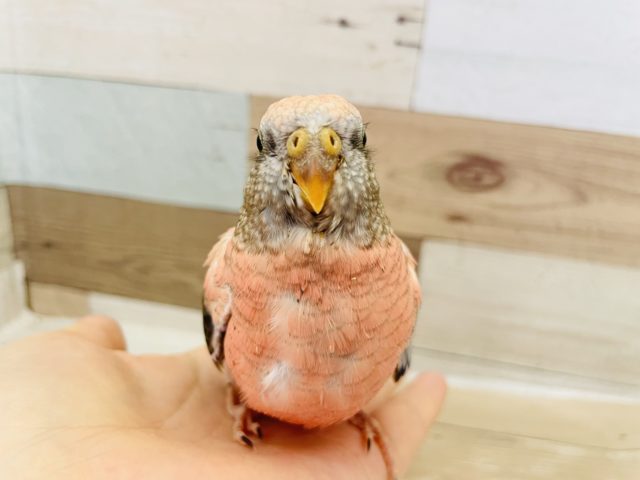 アキクサインコ（秋草インコ）