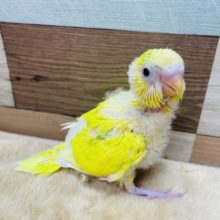 わたわた元気なヒナさんです☆セキセイインコのパイドカラー！