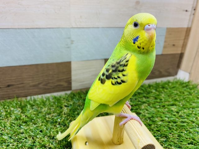 セキセイインコ