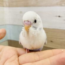 表現力豊か♥️セキセイインコヒナ(ハルクイン)