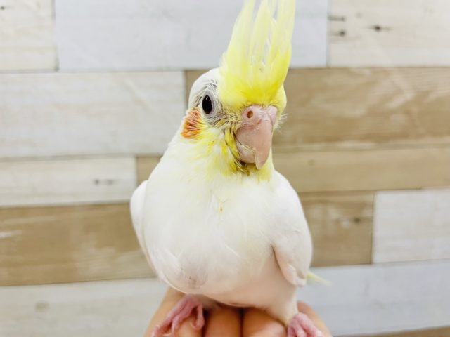 オカメインコ