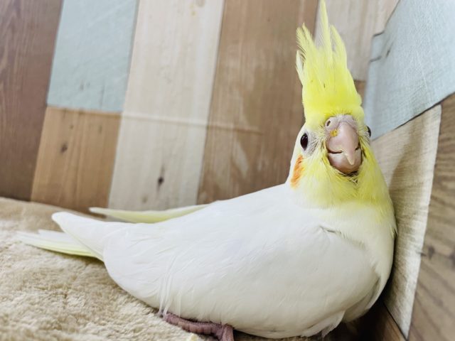 オカメインコ