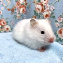 ロングコートハムスター  こちらも真っ白ちゃん🤍女の子  3/15