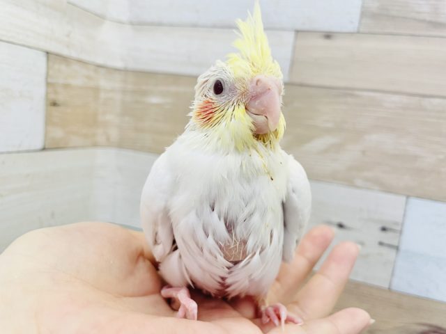 人気なんです☆オカメインコヒナ(ルチノー)