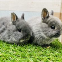 仲良しなうさぎさん☆ネザーランドドワーフ！