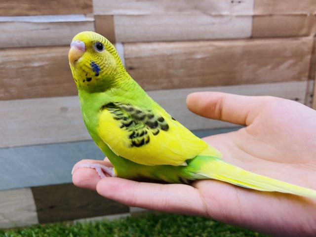 セキセイインコ