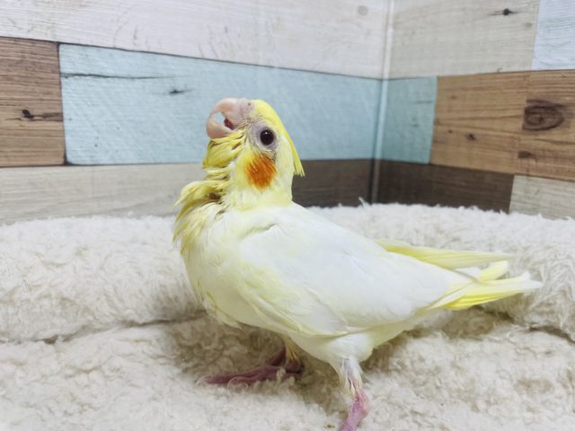 頭ふりふり！ご飯ちょうだい！　オカメインコ　ルチノー