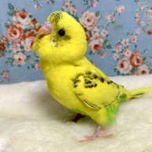 セキセイインコ  イエローハルクイン  3/22