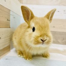 可愛すぎてツライよ♥ネザーランドドワーフ(オレンジ)