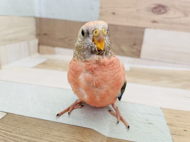 大物になる予感✨？ローズアキクサインコヒナ！