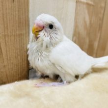 真っ白天使なヒナさんです☆セキセイインコのダブルファクターカラー！